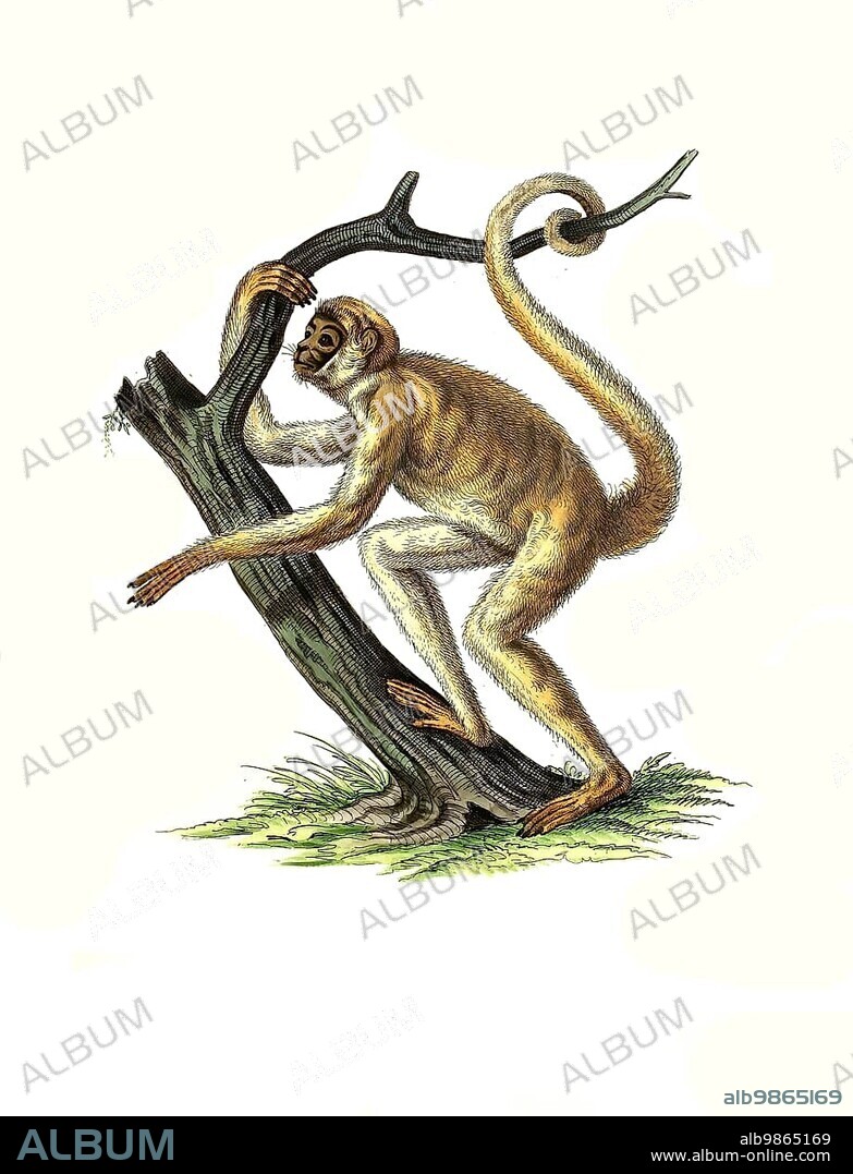 Mammals, southern muriqui (Brachyteles arachnoides), a primate species of the spider monkey family, Historic, digitally restored reproduction of an original from 1860