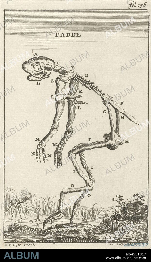 Frame of a toad Padde (title on object), Print upper right marked: fol: 136, animals (skeleton or an animal), tailless amphibians: toad, Jan Luyken (mentioned on object), Amsterdam, 1680, paper, etching, h 140 mm × w 86 mm.