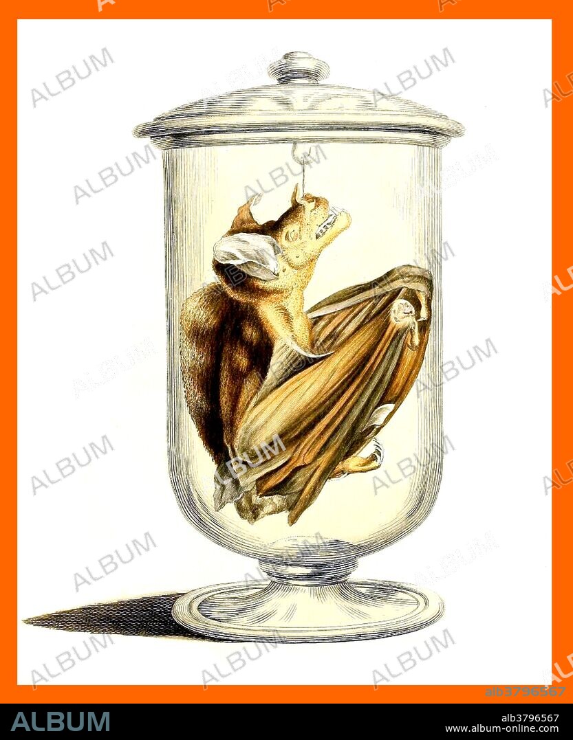 Vespertilio is a genus of bats in the family Vespertilionidae. The common name for this family is vesper bats, which is a better known classification than Vespertilio. Image appeared in "Die SÃ¤ugthiere in Abbildungen nach der Natur, mit Beschreibungen" by Johann Christian Daniel Schreber, 1855.
