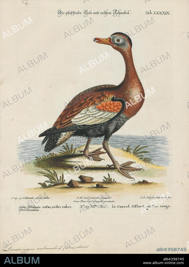 Dendrocygna autumnalis, Print, The black-bellied whistling-duck (Dendrocygna autumnalis), formerly called the black-bellied tree duck, is a whistling duck that breeds from the southernmost United States and tropical Central to south-central South America. In the US, it can be found year-round in peninsular Florida, parts of southeast Texas, and seasonally in southeast Arizona, and Louisiana's Gulf Coast. It is a rare breeder in such disparate locations as Arkansas, Georgia, Tennessee, and South Carolina, though it is now a common breeder in parts of central Florida. There is a large population of several hundred that winter each year in Audubon Park in uptown New Orleans, Louisiana. Since it is one of only two whistling-duck species native to North America, it is occasionally just known as the "whistling duck" or "Mexican squealer" in the southern USA., 1700-1880.