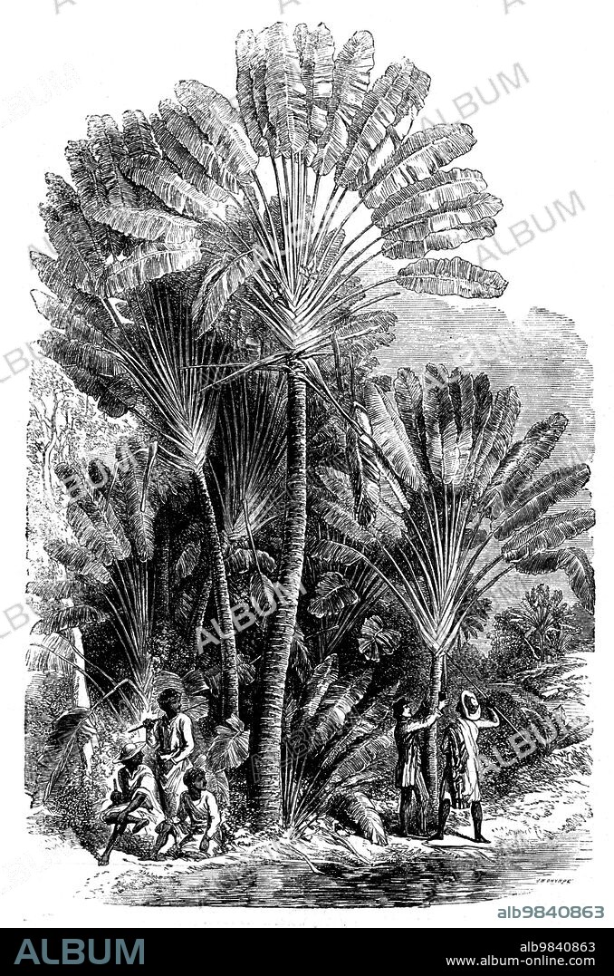 JOSIAH WOOD WHYMPER. Sketches from Madagascar - the Traveller's-tree (Urania speciosa), 1858. 'The tree rises from the ground with a thick succulent stem...It sends out...long, broad leaves...rising...in lines on opposite sides, so that as the leaves increase, and the lower ones droop...or extend horizontally, the tree presents the appearance of a large open fan...[It is] celebrated for containing, even during the most arid season, a large quantity of pure fresh water, supplying to the traveller the place of wells in the desert...One of my bearers struck a spear four or five inches deep into the thick, firm end of the stalk of the leaf...and on drawing it back a stream of pure, clear water gushed out, about a quart of which we caught in a pitcher, and drank of it on the spot...Its leaves form the thatch of all the houses on the eastern side of the island. The stems of its leaves form the partitions...and the hard outside bark is stripped from the inner and soft part, and...is laid for flooring...The leaf, when green, is used as a wrapper for packages, and keeps out the rain. Large quantities are also sold every morning in the markets, as it serves the purpose of table-cloth, dishes, and plates at meals, and...is used instead of spoons and drinking vessels'. From "Illustrated London News", 1858.