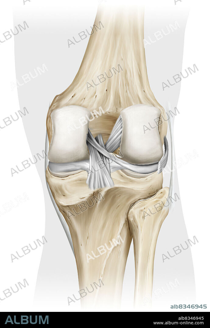 The synovial joint of the knee links the femur to the tibia, the fibula, and the patella. As a result, the knee refers to the area of the body where the thigh meets the calf. Used often, it is reinforced and stabilized by multiple ligaments and the menisci.
