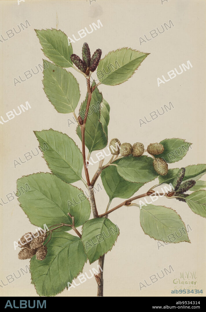MARY VAUX WALCOTT. Western Green Alder (Alnus sinuata). Date: 1922. Watercolor on paper.