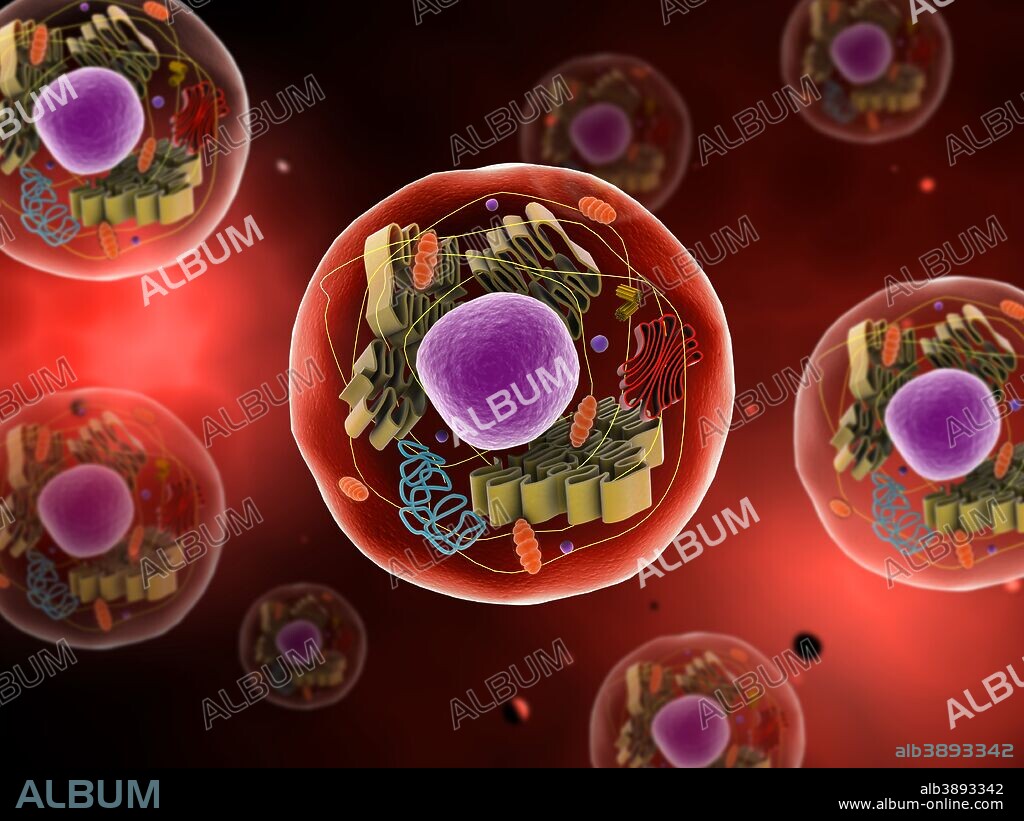 Microscopic view of animal cell.