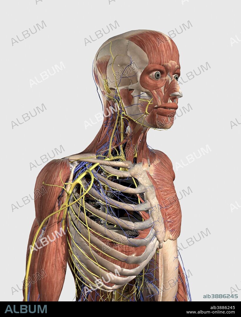 Human upper body showing muscle parts, axial skeleton, veins and nerves.