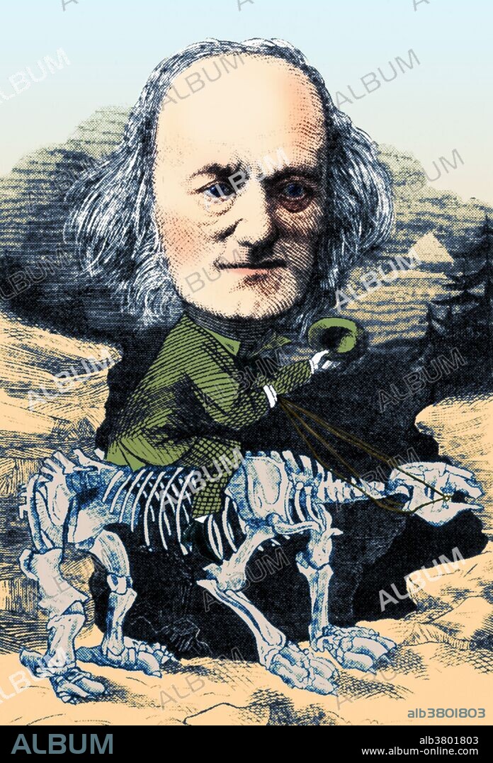 Owen is mounted on a favorite hobbyhorse, the fossilized bones of a Megatherium, cartoon from 1872. Richard Owen (July 20, 1804 - December 18, 1892) was an English biologist, comparative anatomist and paleontologist. One of his positions was that of prosector for the London Zoo, which meant that he had to dissect and preserve any zoo animals that died in captivity. This gave him vast experience with the anatomy of exotic animals. He produced a vast array of scientific work, but is probably best remembered today for coining the word Dinosauria. Owen was an outspoken critic of Darwin's theory of evolution by natural selection. He agreed with Darwin that evolution occurred, but thought it was more complex. Owen's approach to evolution can be seen as having anticipated the issues that have gained greater attention with the recent emergence of evolutionary developmental biology. He campaigned for the natural specimens in the British Museum to be given a new home. This resulted in the establishment, in 1881, of the now world-famous Natural History Museum in London. His later career was tainted by a number of controversies, many of which involved accusations that he took credit for other people's work. He died in 1892 at the age of 88.