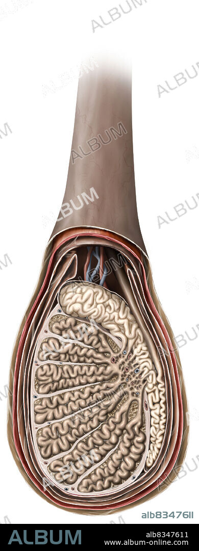 The testicle is both an exocrine and endocrine gland. Its exocrine activity consists in producing sperm cells, which are led from the testicle by a complex network of ducts (seminal tubes, epididymis, vas deferens). Testicular endocrine secretions (testosterone and other male hormones) come from the tissue located between the seminal tubes.