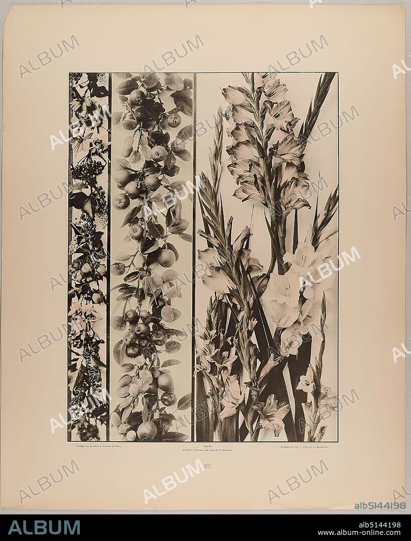 Martin Gerlach, J. Schober, Verlag Gerlach und Schenk, Festons and filling of hazelnuts, fuchsias, kermes berries, apples, almonds, siegwurz etc, Staatliche Landesbildstelle Hamburg, collection on the history of photography, paper, collotype, sheet size: height: 40.10 cm; width: 32.10 cm, inscribed: recto: Verlag von Gerlach & Schenk in Vienna, Déposé. Gerlach, Festons and decorative groups, collotype by J. Schober in Karlsruhe. Numbering, Landesbildstelle, handwritten inv. no, photography, plants and herbs.