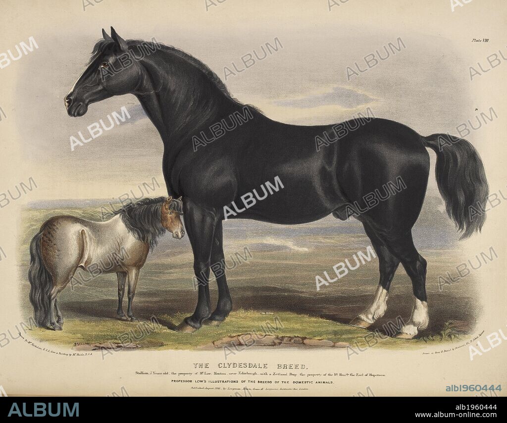WILLIAM NICHOLSON and DAVID LOW. The Clydesdale Breed. The Breeds of the Domestic Animals ... London, 1842. Source: 578.m.32, plate VIII.