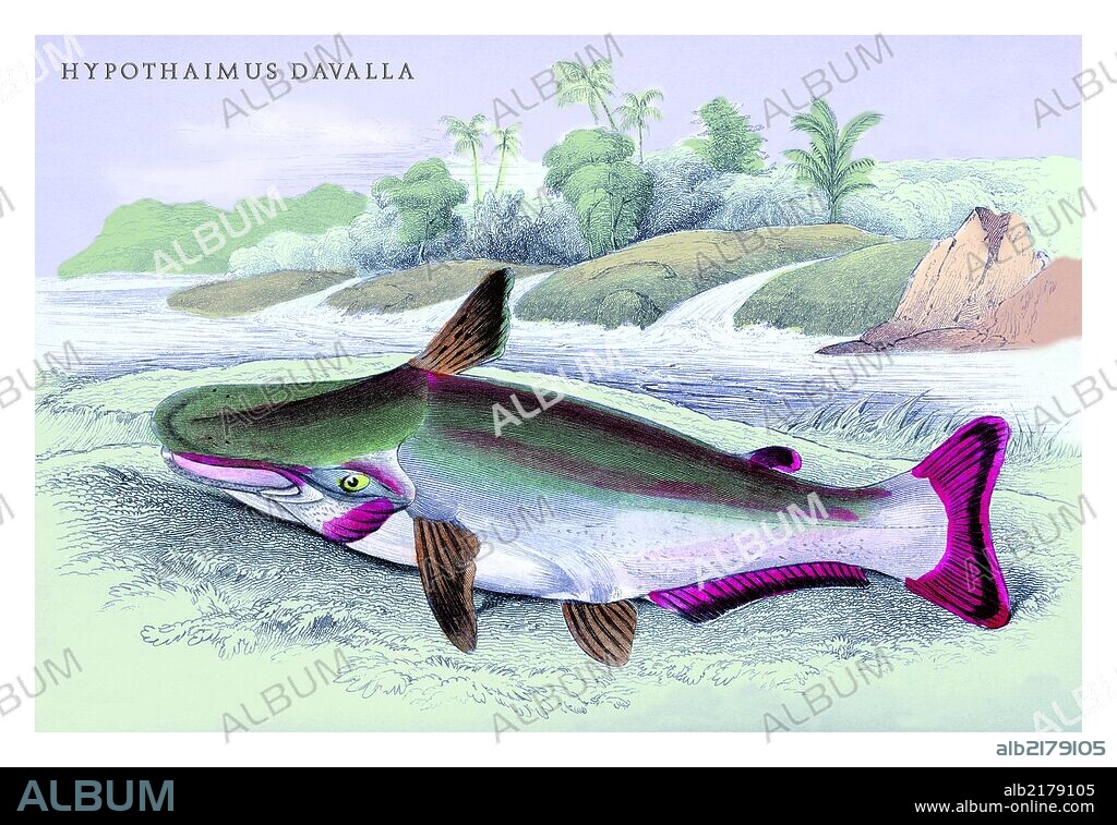 Lithographs of the fish of Guinana done for Sir William Jardine and his naturalist library publications.