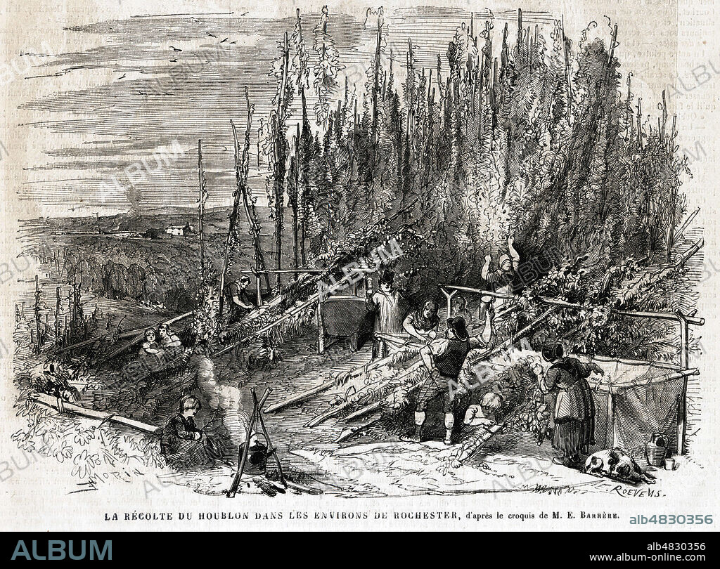 La culture du Houblon dans les environs de Rocester en Angleterre. Gravure in Le JOURNAL ILLUSTRE,decembre 1867. Credit COllection KHARBINE TAPABOR.
