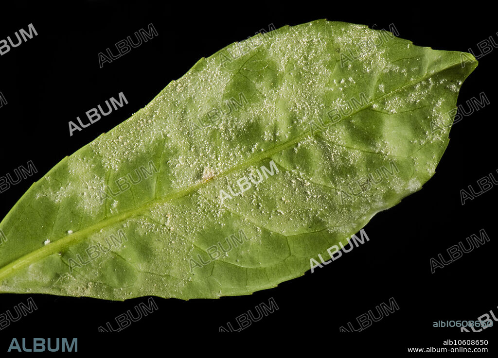 Powdery mildew, Podosphaera pannosa or tridactyla, on cherry laurel leaf undersides in a garden hedge, July.
