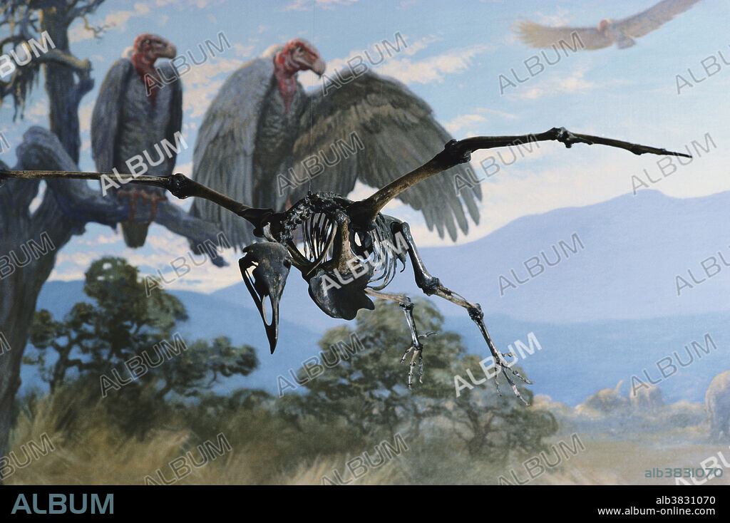 Merriam's teratorn vulture (Teratornis merriami), found in the La Brea Tar Pits, in the Natural History Museum of LA County.