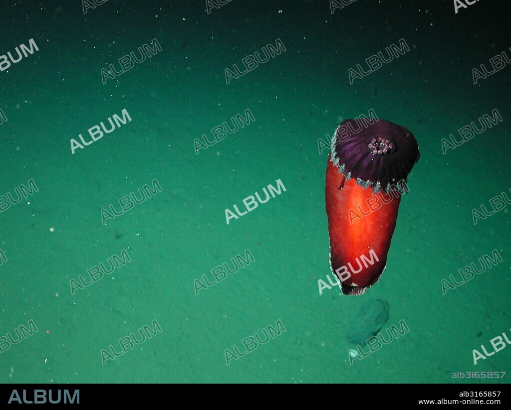 Red flat Spanish dancer sea cucumber. Dated 2002.