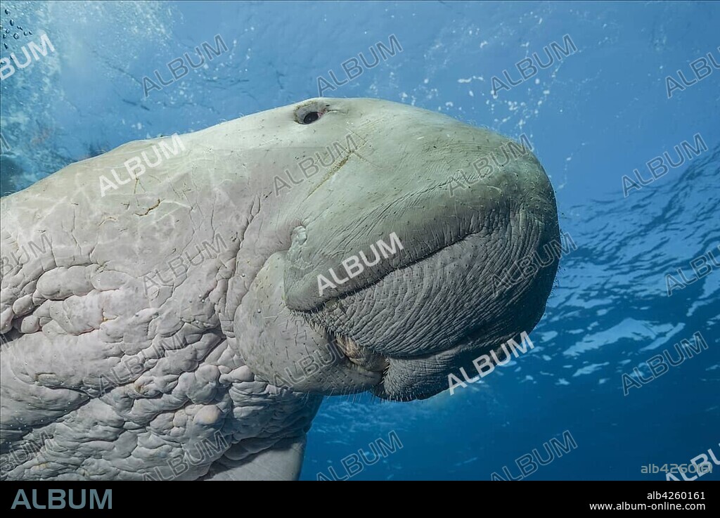Sea Cow (Dugong dugon) swims under surface of the blue water, animal portrait, Red Sea, Hermes Bay, Marsa Alam, Egypt