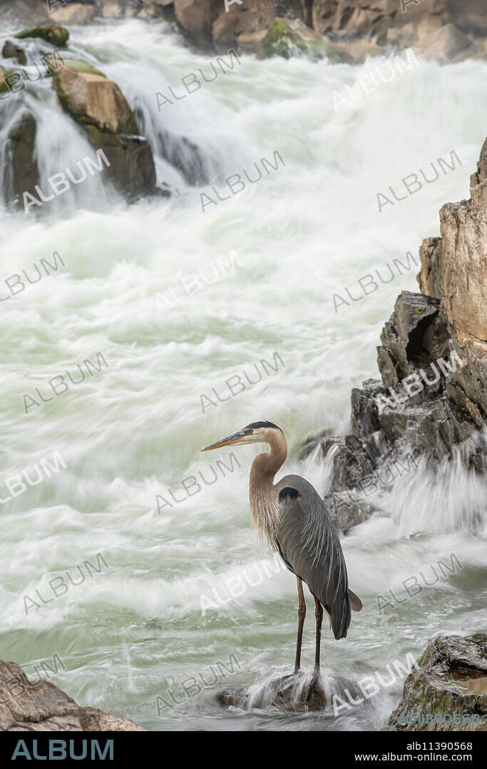 Great Blue Heron at Great Falls on the Potomac River near Potomac, Maryland, United States of America, North America.