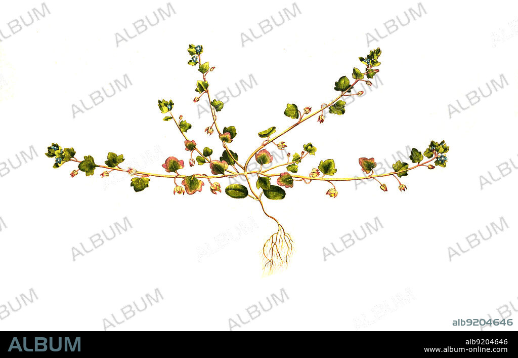 Efeu-Ehrenpreis, Veronica hederifolia, auch Efeublättriger Ehrenpreis / Veronica hederifolia, the ivy-leaved speedwell, historical, digital improved reproduction of an original from the 19th century / digital restaurierte Reproduktion einer Originalvorlage aus dem 19. Jahrhundert, genaues Originaldatum nicht bekannt.