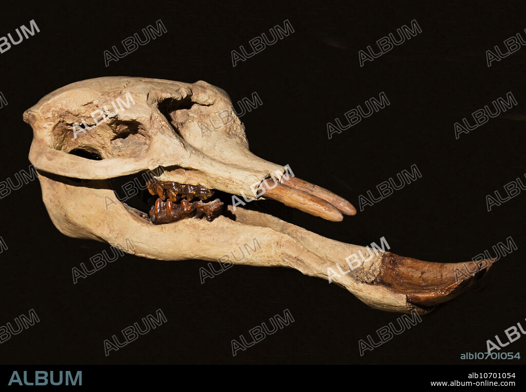 Platybelodon, prehistoric mammal skull, Museum of ancient life, Lehi, Utah, USA.
