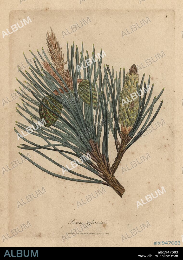 Scotch fir or Scots pine, Pinus sylvestris. Handcoloured copperplate engraving from a botanical illustration by James Sowerby from William Woodville and Sir William Jackson Hooker's "Medical Botany," John Bohn, London, 1832. The tireless Sowerby (1757-1822) drew over 2, 500 plants for Smith's mammoth "English Botany" (1790-1814) and 440 mushrooms for "Coloured Figures of English Fungi " (1797) among many other works.