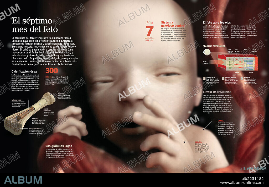 El séptimo mes del feto. Infografía que describe el estado del feto y las pruebas que se le pueden hacer en el séptimo mes de embarazo.