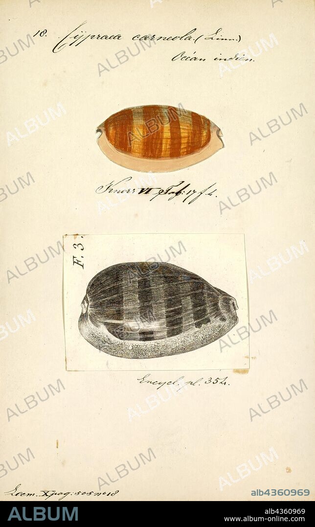 Cypraea carneola, Print, Lyncina carneola, common name the carnelian cowrie, is a species of sea snail, a cowry, a marine gastropod mollusk in the family Cypraeidae, the cowries.