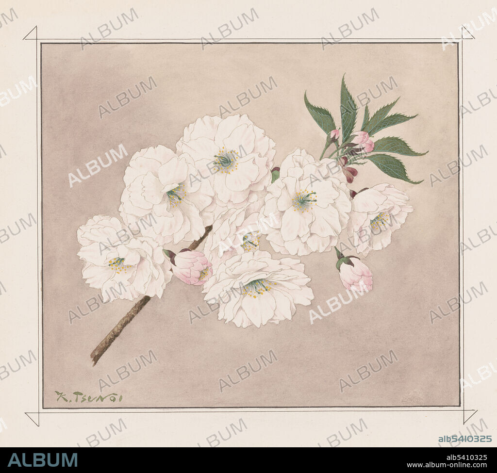 Watercolor of ichiyo (single leaf) cherry blossoms. Cherry tree grower Seisaku Funatsu commissioned the drawings in 1913 to capture the 57 tree varieties along Japan’s Arakawa River embankment - the original source of the Cherry Blossoms planted in Washington, DC a gift from Japan to the United States. Kokichi Tsunoi, 1921 (cropped and cleaned).