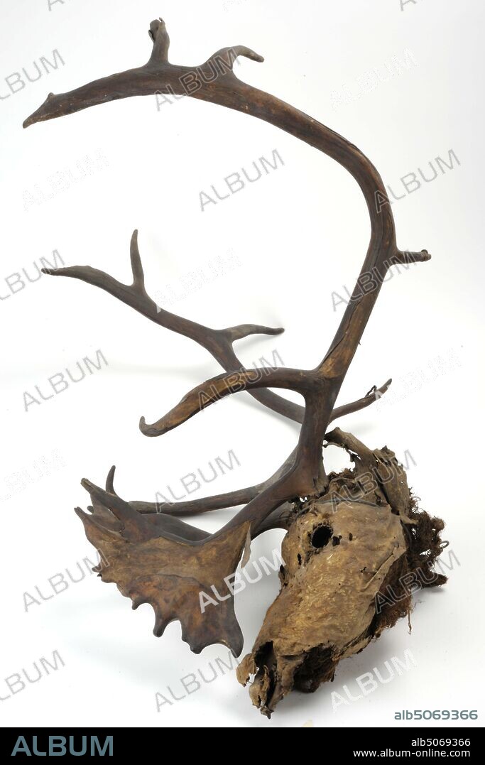 Anonymous, late 17th century, leather, antlers, mounted, General: 80 x 70 x 65cm (800 x 700 x 650mm), deer, Stuffed deer head with the antlers of a twelve-year-old from the Surgery Room in the Leidse Waag. The deer head is filled with vegetable filling material, 1886.