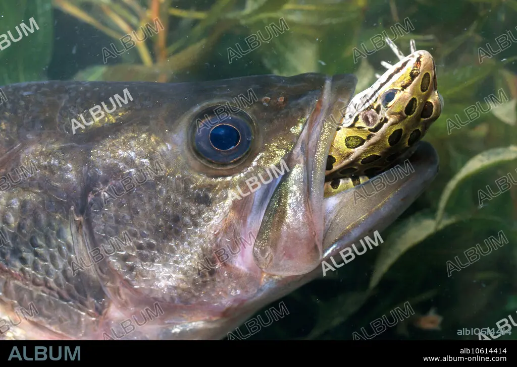Bass Eating Frog - Album alb10614414
