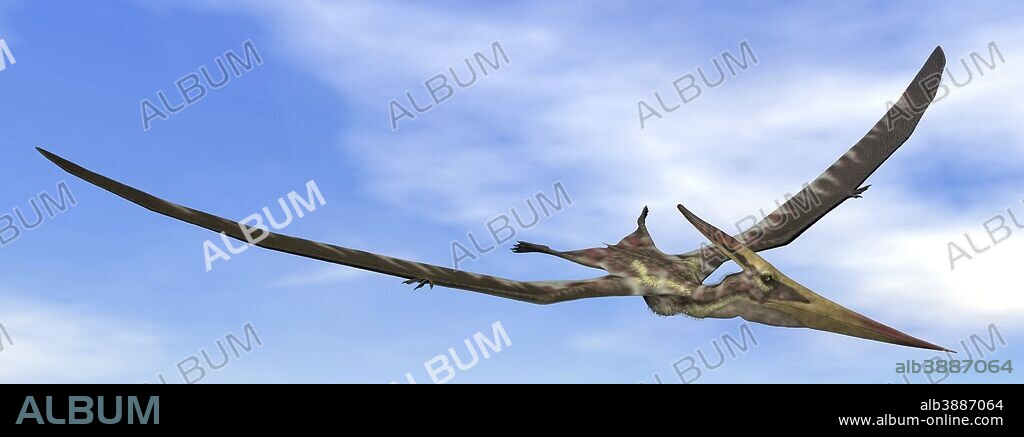 Pteranodon dinosaur flying in the blue sky.