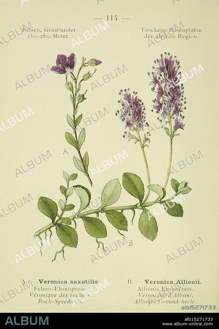 Alpen-Flora, Heidelberg, C. Winter, 1906, alps, mountain plants, pictorial works, An illustration depicting two species of flowering plants from the alpine region. On the left, labeled A, is Veronica saxatilis, commonly known as Rock Speedwell, featuring small, delicate purple flowers and lush green leaves. On the right, labeled B, is Veronica Allioni, or Allioni's Ground-heath, showcasing taller spikes adorned with vibrant purple blooms. Both plants are depicted with detailed anatomical features, highlighting their leaves and floral structures, contributing to a botanical study of alpine flora.