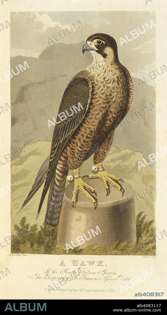 A hawk, of the gentle falcon species. The Sporting repository, containing horse-racing, hunting, coursing, shooting, archery, trotting and tandem matches ... anecdotes on sporting subjects, interspersed with essays, tales, and a great variety of miscellaneous articles. London: printed by W. Lewis ... for Thomas McLean ... , 1822. Source: C.194.b.324 plate opposite page 38.