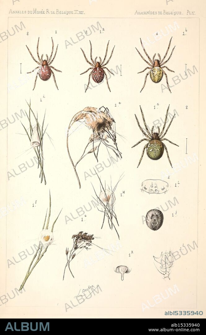 Les arachnides de Belgique, Bruxelles, F. Hayez, 1882-96, arachnida, Belgium, spiders, spider, arachnid, arthropoda, arthropod, page frights, Halloween, The illustration features a collection of various arachnids and small organisms, showcasing their intricate details. Prominently displayed are different species of spiders, characterized by distinctive colors and markings, including shades of red, green, and yellow. Surrounding the spiders, there are representations of other specimens such as a small insect, an orb weaver, and various plant life, including strands of grass and a mushroom. Each organism is meticulously labeled with numbers for identification, capturing the diversity of life forms in a natural setting. The overall composition reflects a blend of scientific study and artistic representation, emphasizing the beauty and complexity of these small creatures.
