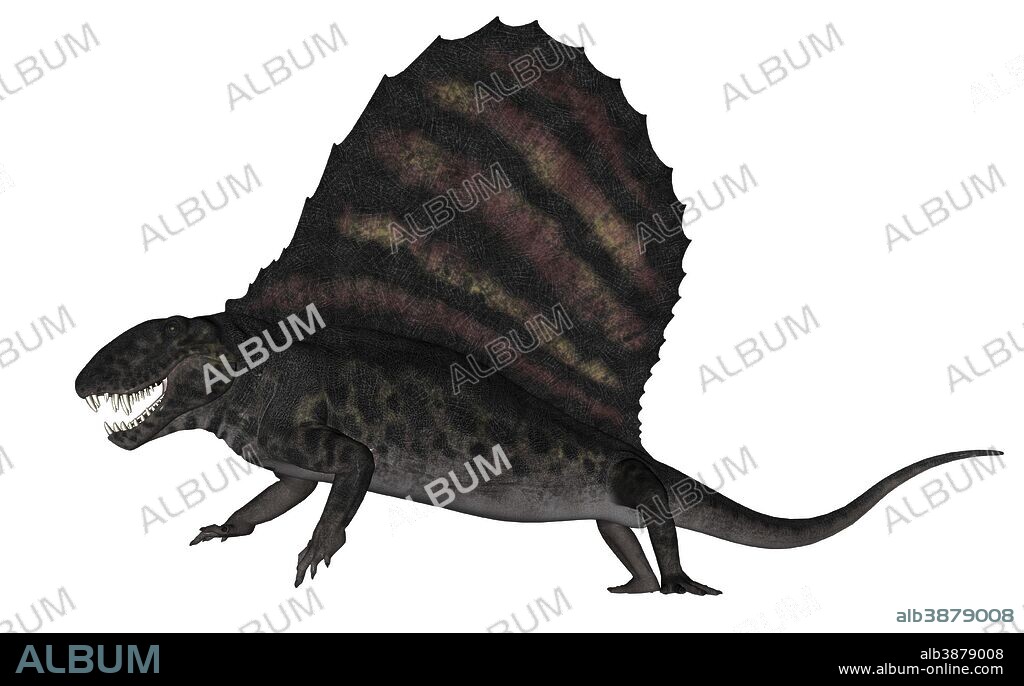Dimetrodon dinosaur roaring, white background.