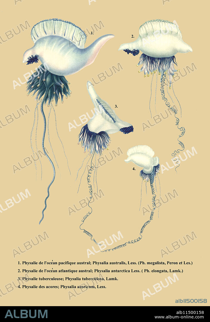 Illustrated page from "Voyage Autour du Monde" by Louis Isidore Duperrey in 1826. Four dangerous jellyfish.
