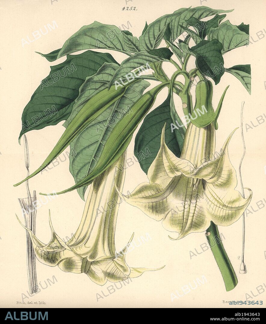 Horn-bearing datura, Datura cornigera. Angel's trumpet, Brugmansia arborea. Hand-coloured botanical illustration drawn and lithographed by Walter Hood Fitch for Sir William Jackson Hooker's "Curtis's Botanical Magazine," London, Reeve Brothers, 1846. Fitch (1817~1892) was a tireless Scottish artist who drew over 2,700 lithographs for the "Botanical Magazine" starting from 1834.