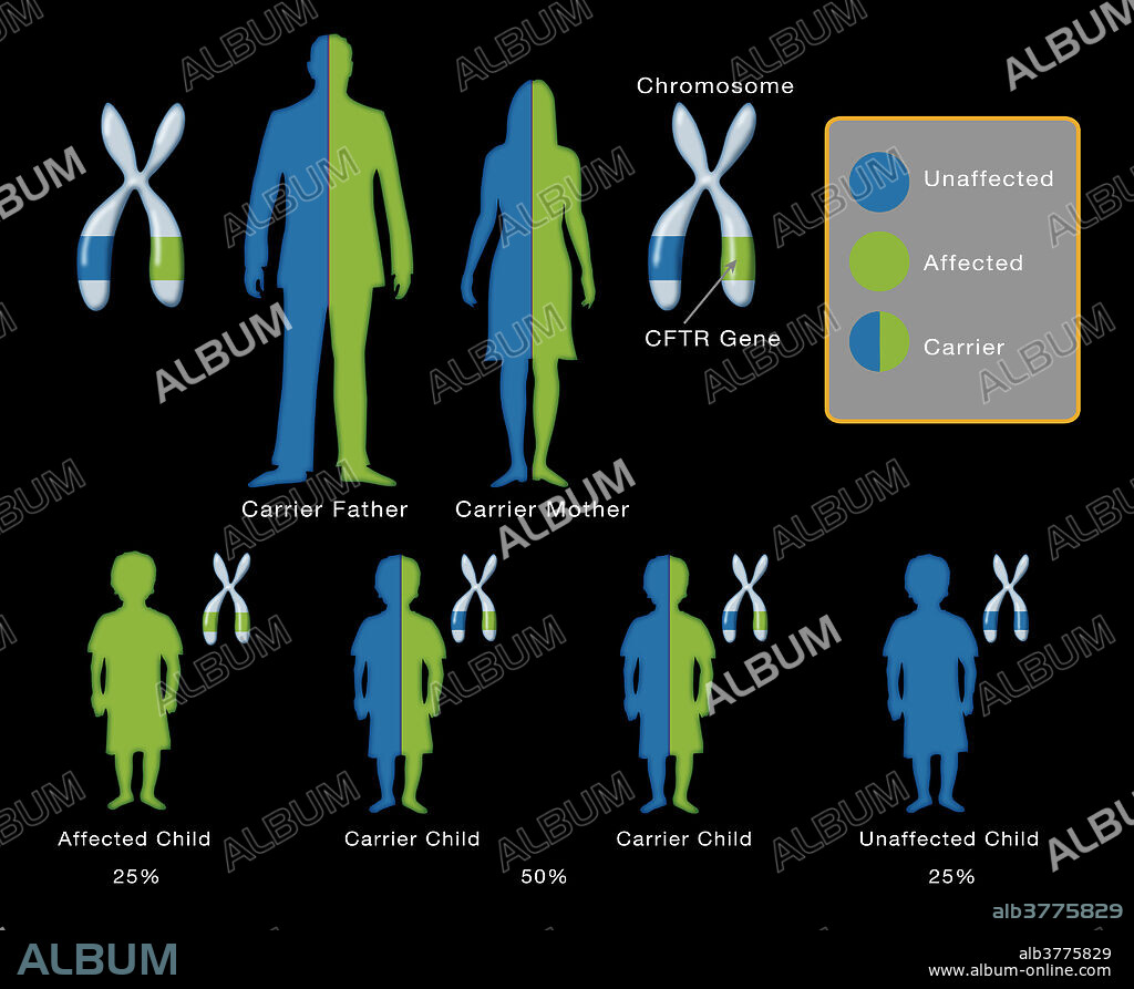 Cystic fibrosis. Diagram showing the genetic disease cystic fibrosis transmembrane conductance regulator mutation (CFTR) in humans and within the inheritance patterns of their offspring.