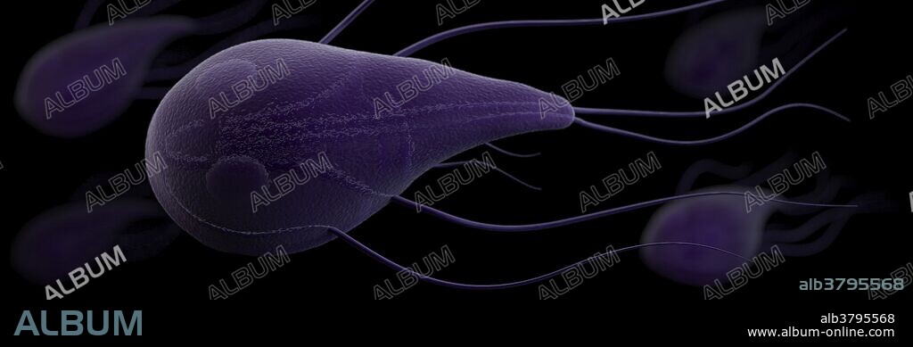 Three-dimensional (3D) computer-generated image of a grouping of Giardia lamblia parasites. The artistic recreation was based upon scanning electron microscopic (SEM) imagery. Giardia is a microscopic parasite that causes the diarrheal illness known as giardiasis. Giardia (also known as Giardia intestinalis, Giardia lamblia, or Giardia duodenalis) is found on surfaces or in soil, food, or water that has been contaminated with feces (poop) from infected humans or animals. Giardia is protected by an outer shell that allows it to survive outside the body for long periods of time and makes it tolerant to chlorine disinfection. While the parasite can be spread in different ways, water (drinking water and recreational water) is the most common mode of transmission.