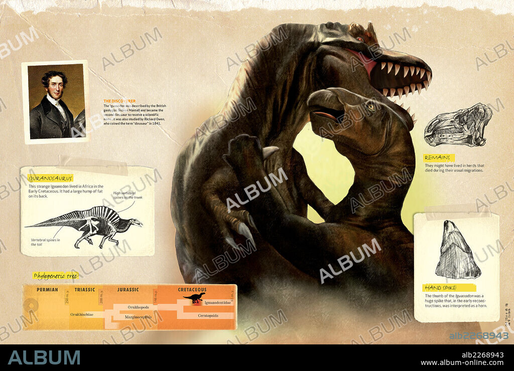 Características del Iguanodon. Infografía que presenta los hábitos, árbol filogenético y principales características del Iguanodon, dinosaurio del período Cretácico.