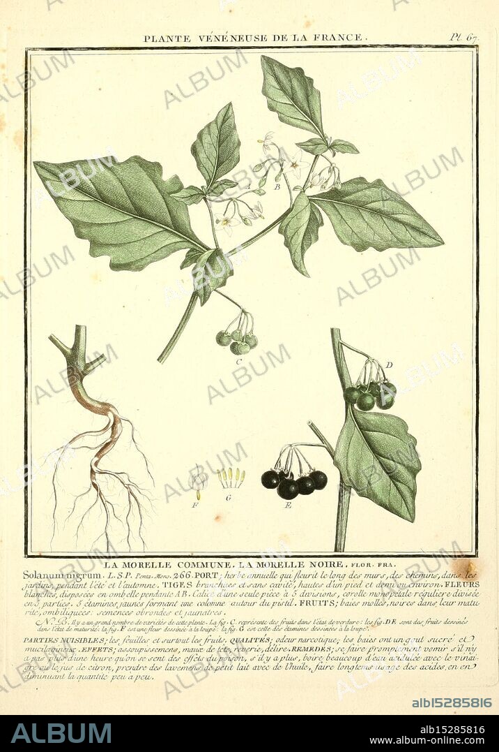 Herbier de la France, Paris, Chez l'auteur, Didot, Debure, Belin, 1780-93, plants, France, fungi, medicinal plants, poisonous plants, pictorial works, This illustration depicts the plant Solanum nigrum, commonly known as black nightshade or deadly nightshade. The image features various parts of the plant, including its green leaves and clusters of small, round berries that appear dark and glossy. The detailed rendering highlights the root structure, emphasizing the plant's growth characteristics. Accompanying labels may identify different components, showcasing the scientific study of this species. The overall aesthetic captures the botanical beauty and complexity of the plant, making it a valuable resource for understanding its morphology.