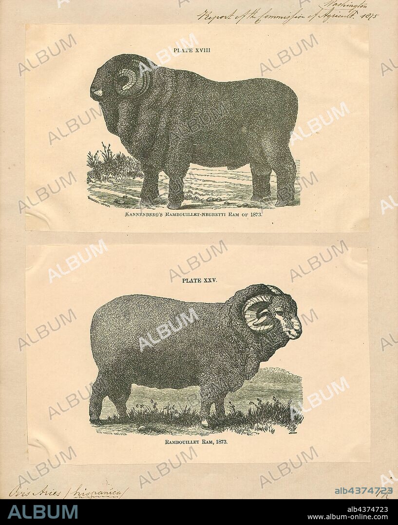 Ovis aries hispanica, Print, Ovis is a genus of mammals, part of the Caprinae subfamily of the ruminant family Bovidae. Its five or more highly sociable species are known as sheep. The domestic sheep is one member of the genus, and is thought to be descended from the wild mouflon of central and southwest Asia., 1875.