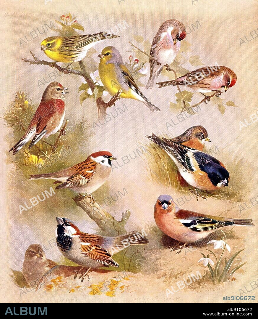 Chaffinch; Brambling; Citrill Finch; Serin; Linnet; Redpoll; Artic Redpoll; House Sparrow and Tree Sparrow.