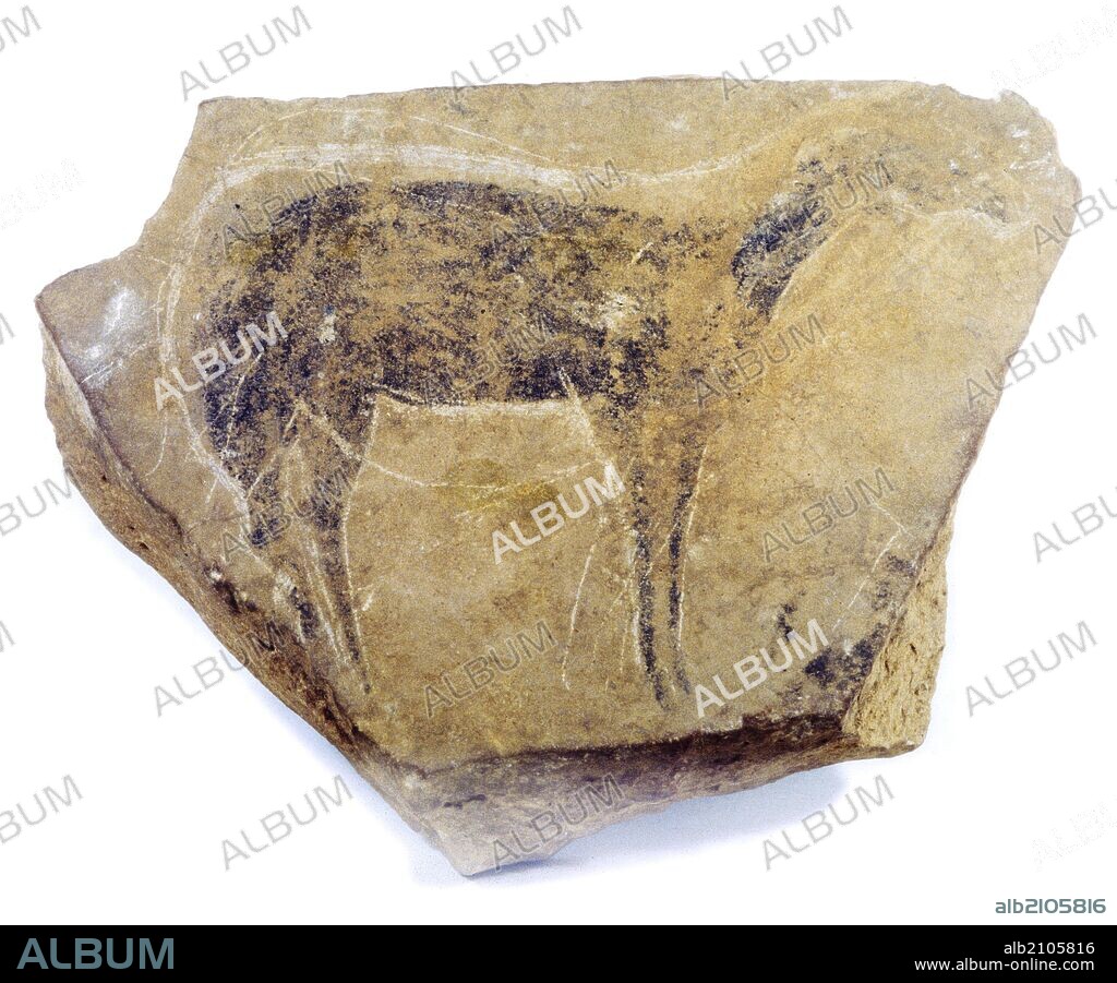 ARTE MUEBLE DEL PALEOLITICO SUPERIOR: PLACA O PLAQUETA CON CIERVA PINTADA Y EQUIDO O CABALLO GRABADO SUPERPUESTOS, EN PIEDRA CALIZA, DE LA CUEVA DE PARPALLO (DEPOSITO: MUSEO DE PREHISTORIA DE VALENCIA).