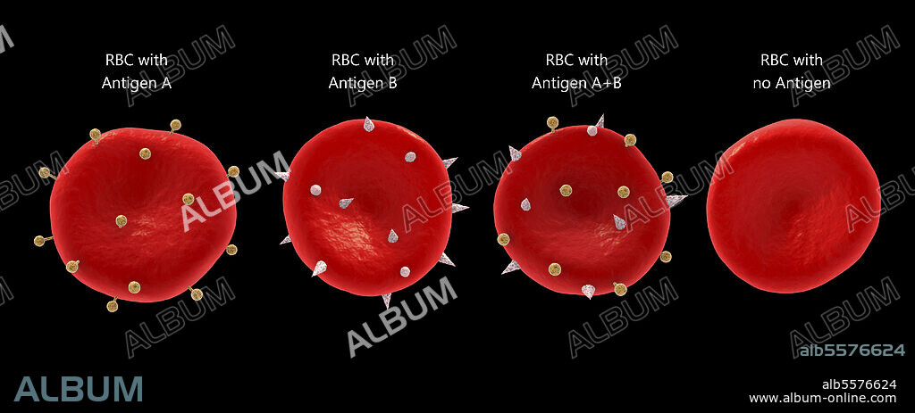 Blood group antigens on the red blood cell membrane.