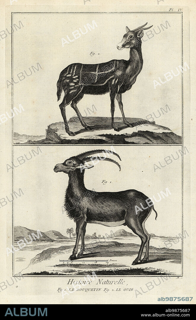Alpine ibex, Capra ibex, and harnessed bushbuck, Tragelaphus scriptus. Le bouquetin, le guib. Copperplate engraving by Antonio Baratti after Francois-Nicolas Martinet from Denis Diderot and Jean le Rond dAlemberts Encyclopedie, Histoire Naturelle (Encyclopedia: Natural History), Livourne, 1774. Francois-Nicolas Martinet (1731-1800) was a French draftsman and engraver.