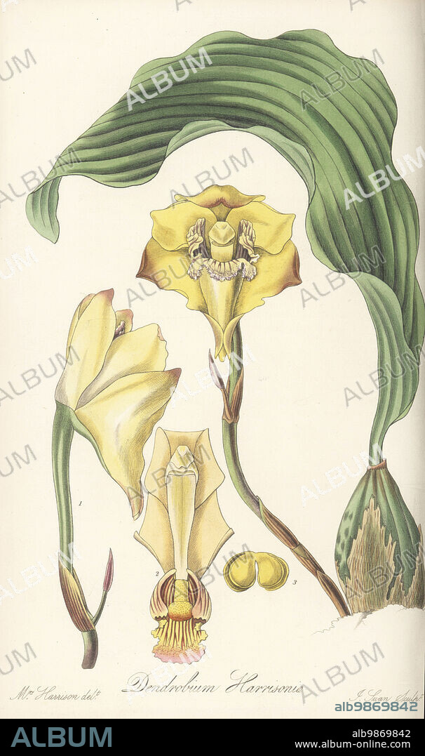 Bifrenaria harrisoniae orchid. Native to Brazil, introduced by orchid collector Mrs. Elizabeth Harrison of Aegsburgh, Liverpool, who received it from her brother in Rio de Janeiro. Mrs Harrison's dendrobium orchid, Dendrobium harrisoniae. Handcoloured copperplate engraving by Joseph Swan after a botanical illustration by Mrs Arnold Harrison from William Jackson Hooker's Exotic Flora, William Blackwood, Edinburgh, 1823-27.