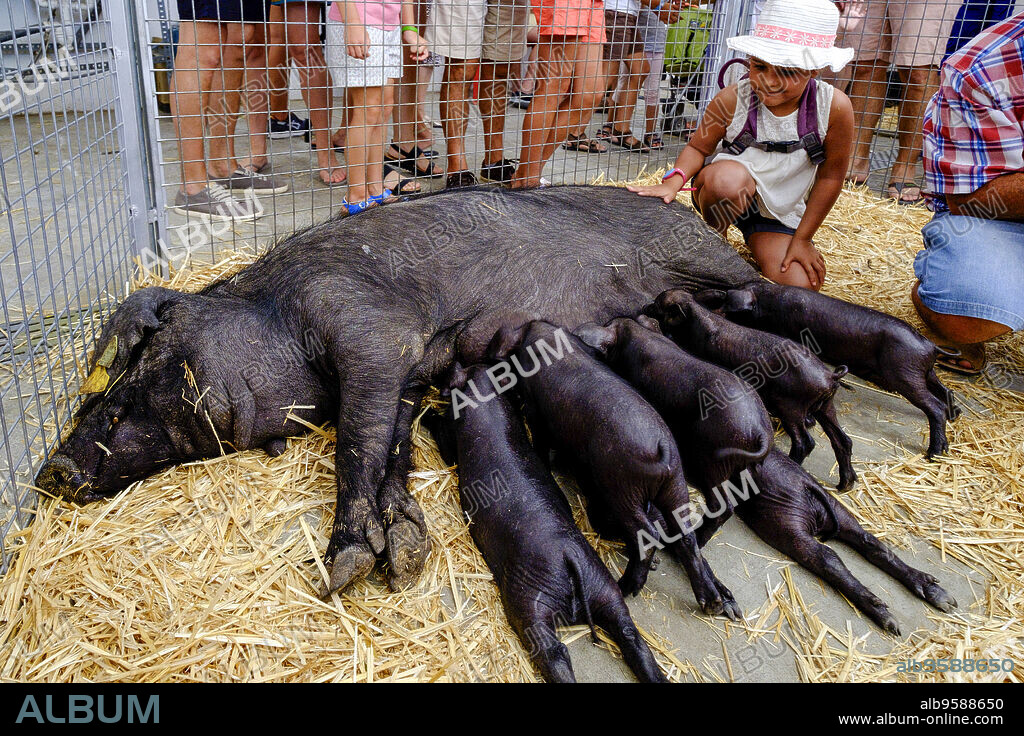 Litter of black Mallorcan pigs, Porc Negre, live animals for sale at the regional market, Sineu, Mallorca, Balearic Islands, Spain, Europe.