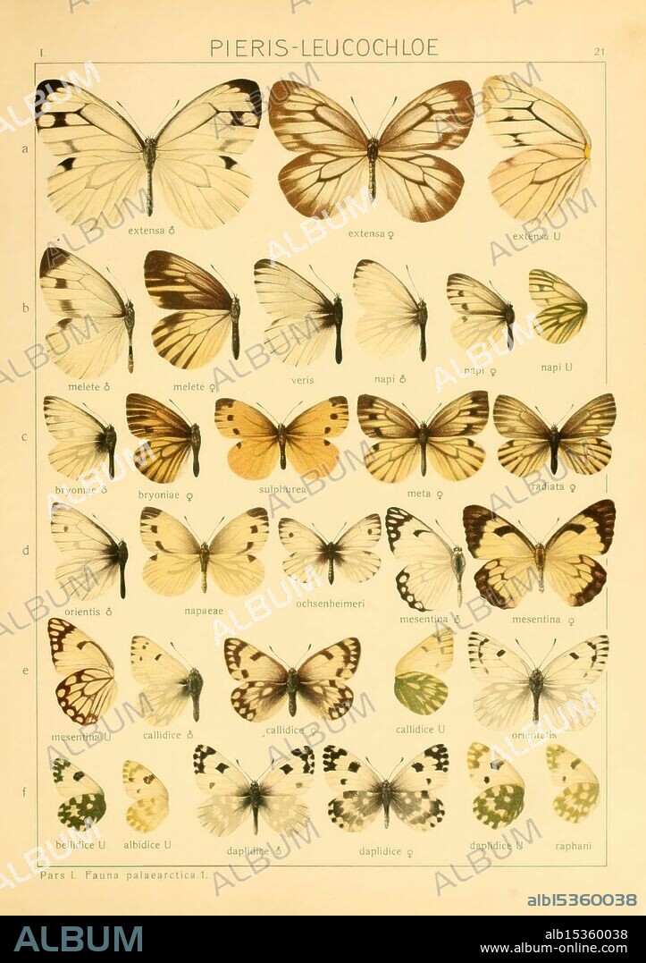 The Macrolepidoptera of the world, Stuttgart, Seitz'schen (Kernen), 1906-, lepidoptera, A comprehensive display of various species belonging to the genus Pieris within the family Pieridae, showcasing a diverse array of butterflies. The illustration is organized into six rows, each identifying different species by their unique markings and color patterns. The species include Pieris extensa, Pieris melete, Pieris bryoniae, and several others, with distinctions made between male () and female () specimens where applicable. Each butterfly is labeled with its scientific name, illustrating the rich diversity of this genus and highlighting the subtle variations in wing patterns and colors among the different species.