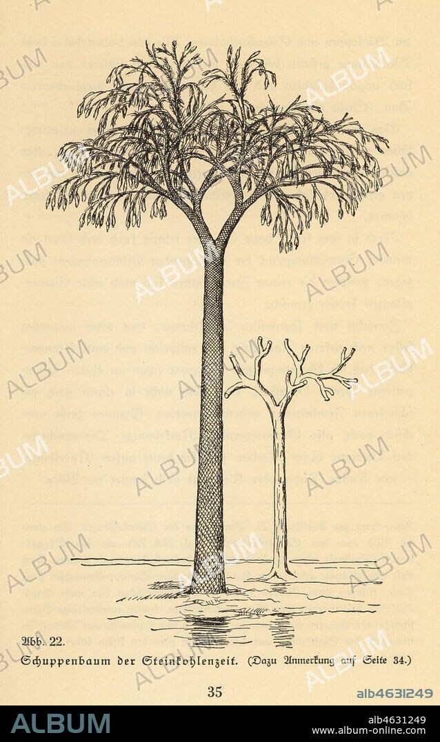 Extinct scale tree, Lepidodendron of the Carboniferous era. Illustration from Wilhelm Bolsches Das Leben der Urwelt, Prehistoric Life, Georg Dollheimer, Leipzig, 1932.