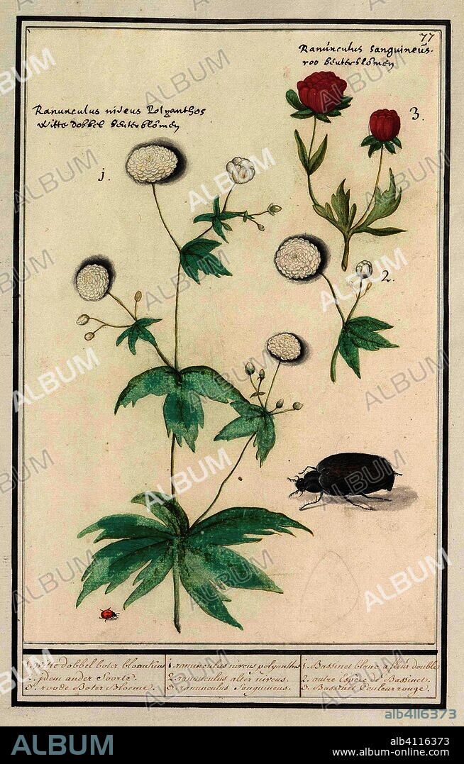 ANSELMUS BOËTIUS DE BOODT. Ranonkels (Ranunculus). 1. witte dobbel boter bloemkens 2. idem andere soorte. 3. roode Boter Bloeme. / 1, ranunculus niveus polyganthos 2. ranunculus alter niveus. 3. ranunculus Sanguineus. / 1. Bassinet blanc a fleur double 2. autre Espèce de Bassinet. 3. Bassinet Couleur rouge. (title on object). Draughtsman: Anselmus Boëtius de Boodt. Draughtsman: Elias Verhulst. Dating: 1596 - 1610. Place: Praag. Measurements: h 258 mm × w 174 mm.