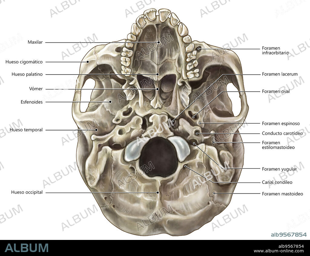 An illustrated inferior view of the skull.